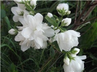 d362bb0d-Picture 014.jpg